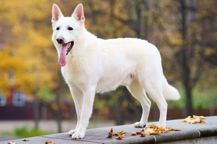 Белая швейцарская овчарка - Самые добрые породы собак