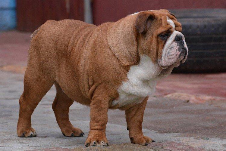 Английский бульдог - Самые дорогие породы собак в мире
