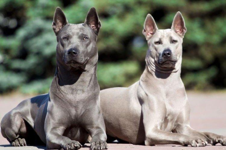 Тайский риджбек - Самые дорогие породы собак в мире