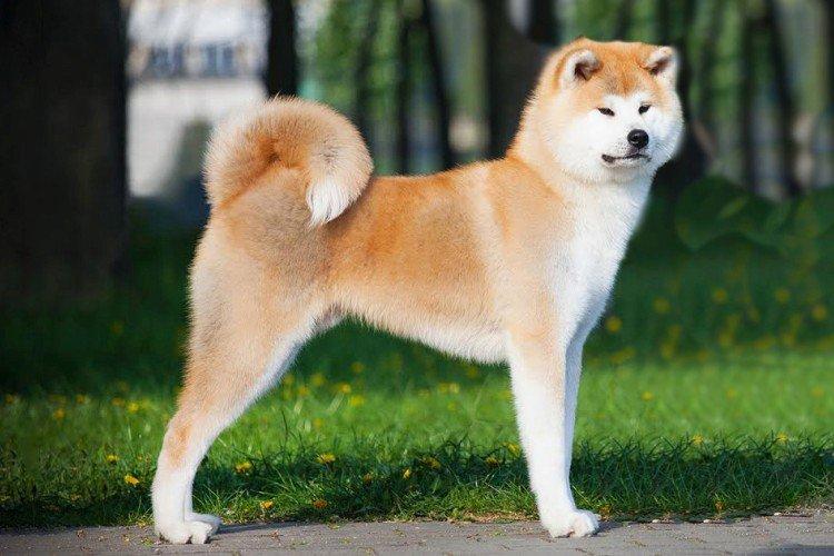Все самые милые породы собак в мире