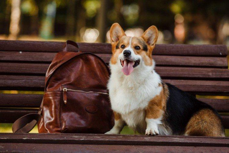 Вельш-корги пемброк - Самые дорогие породы собак в мире