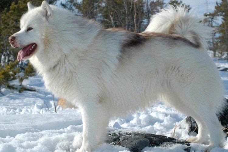 Канадская эскимосская собака - Самые дорогие породы собак в мире