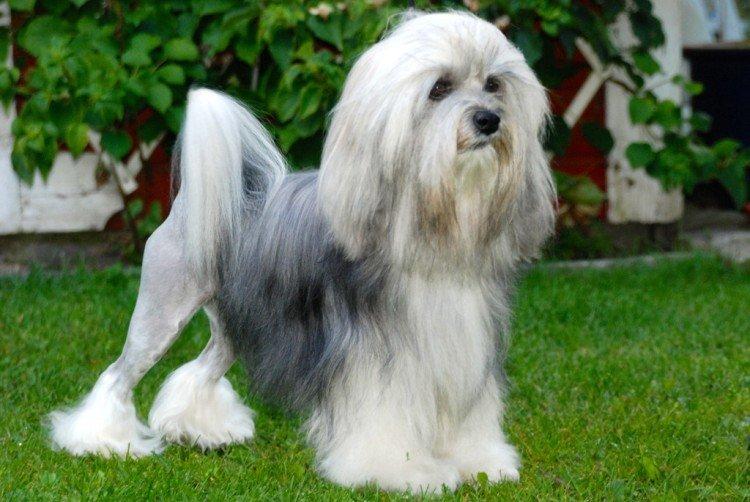 Лион бишон - Самые дорогие породы собак в мире