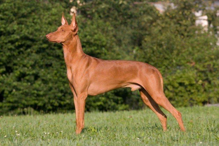 Фараонова собака - Самые дорогие породы собак в мире