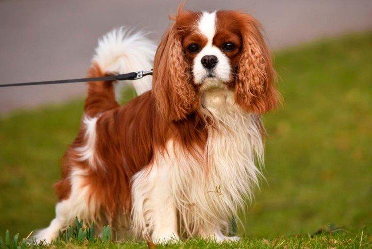 Кавалер Кинг Чарльз спаниель - Самые дорогие породы собак в мире