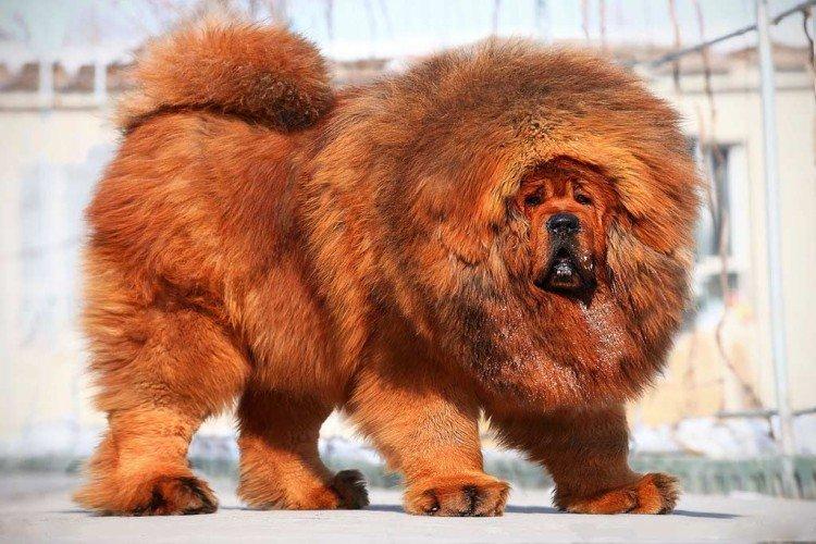 Тибетский мастиф - Самые дорогие породы собак в мире