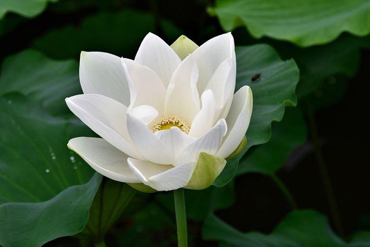 Белый лотос - Самые красивые цветы в мире