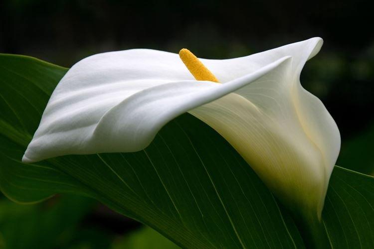 Калла - Самые красивые цветы в мире