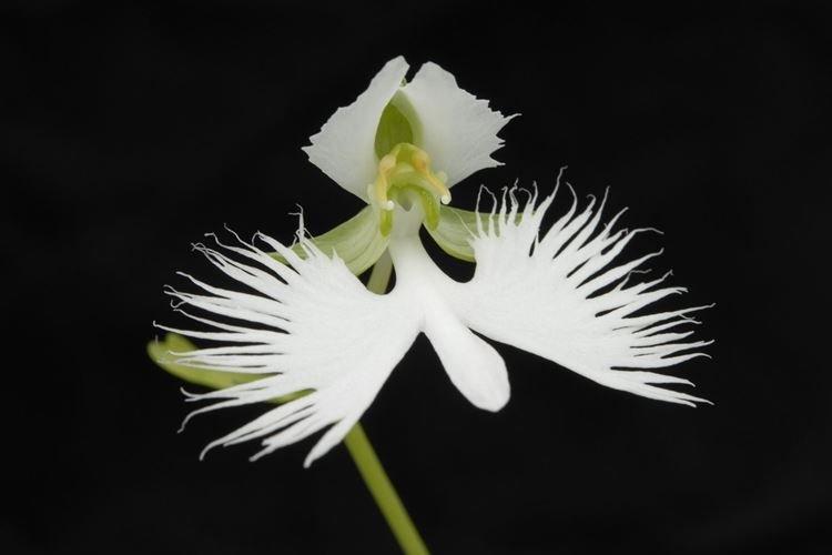 Белая цапля - Самые красивые цветы в мире