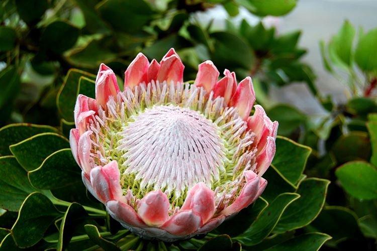 Протея - Самые красивые цветы в мире