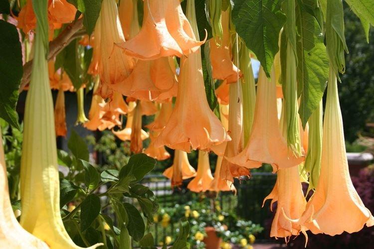 Бругмансия - Самые красивые цветы в мире