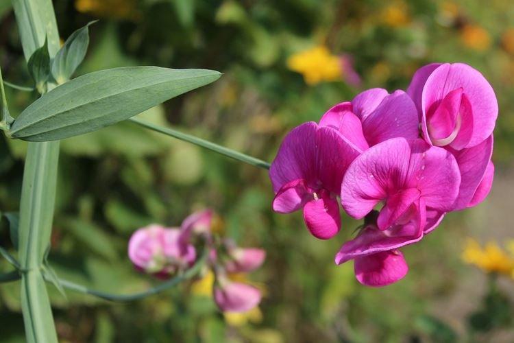 Душистый горошек - Самые красивые цветы в мире
