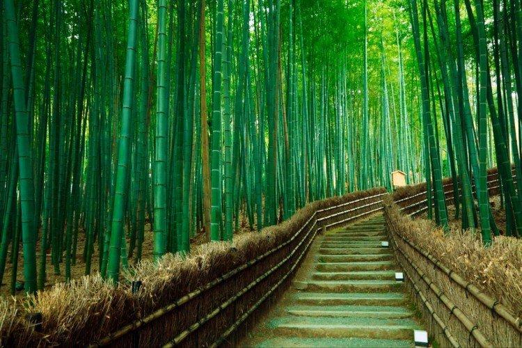 Бамбуковый лес, Япония - Самые красивые места в мире