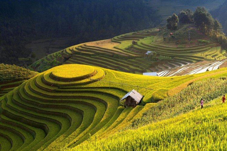 Рисовые террасы в Му Кан Чай, Вьетнам - Самые красивые места в мире