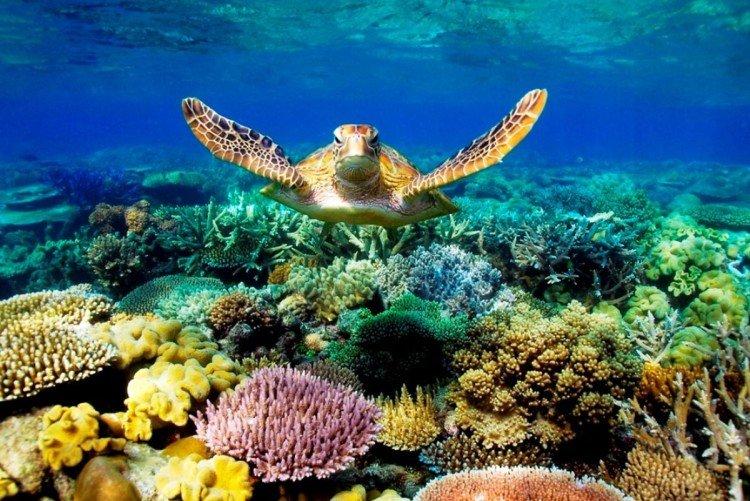 Большой Барьерный Риф, Австралия - Самые красивые места в мире