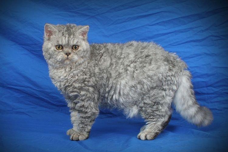 Селкирк-рекс - Самые красивые породы кошек