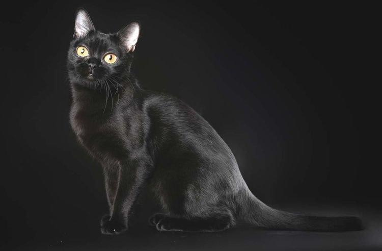 Бомбейская кошка - Самые красивые породы кошек