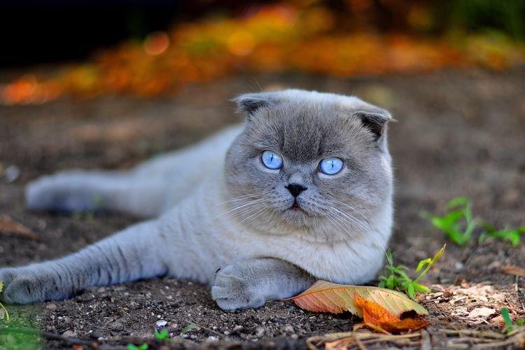 Скоттиш-фолд - Самые красивые породы кошек