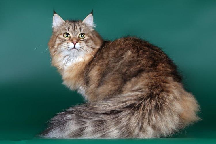 Сибирская кошка - Самые красивые породы кошек
