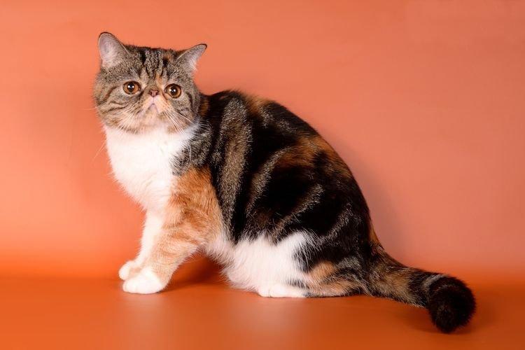 Экзотическая короткошерстная - Самые красивые породы кошек
