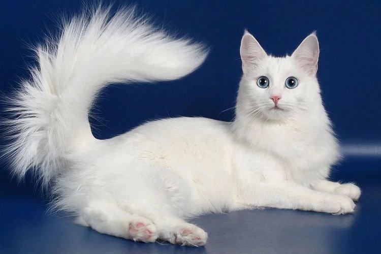 Турецкая ангора - Самые красивые породы кошек