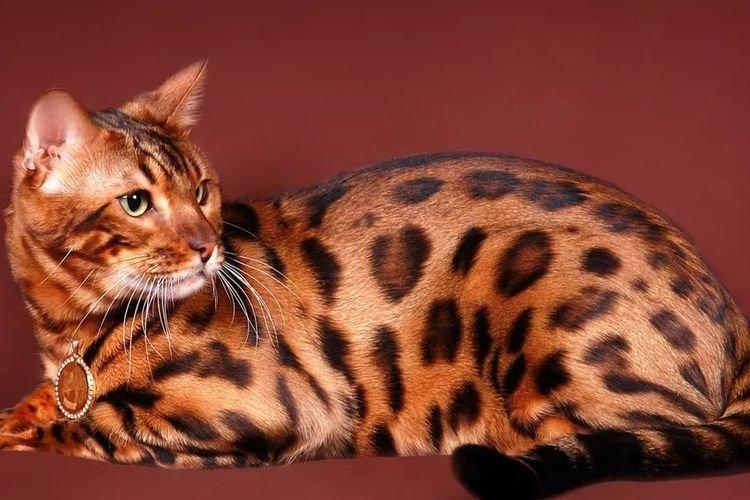 Бенгальская кошка - Самые красивые породы кошек