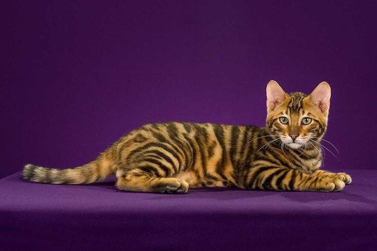 Тойгер - Самые красивые породы кошек