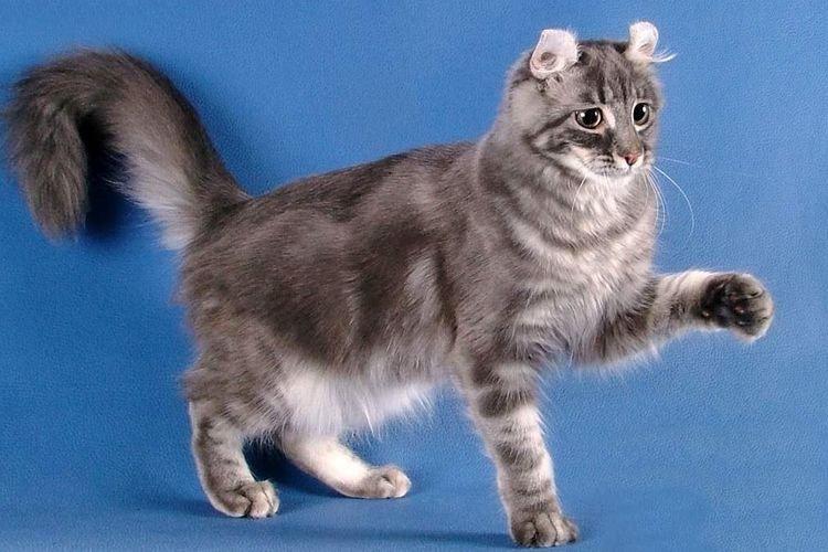 Американский керл - Самые красивые породы кошек
