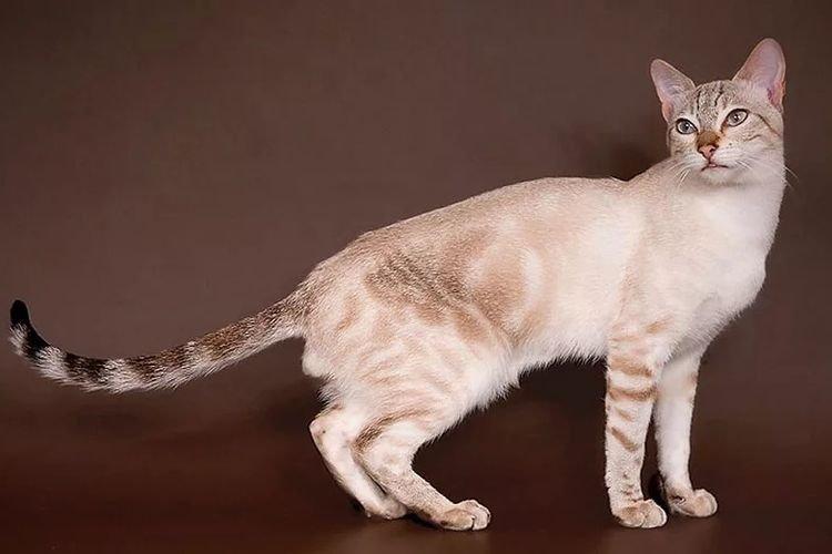 Кенийская лесная - Самые красивые породы кошек