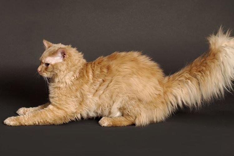 Теннессийский рекс - Самые красивые породы кошек