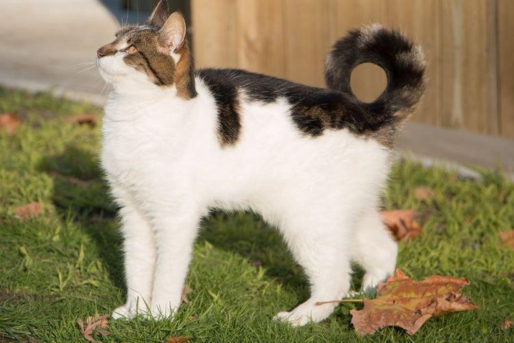 Кольцехвостая кошка - Самые красивые породы кошек