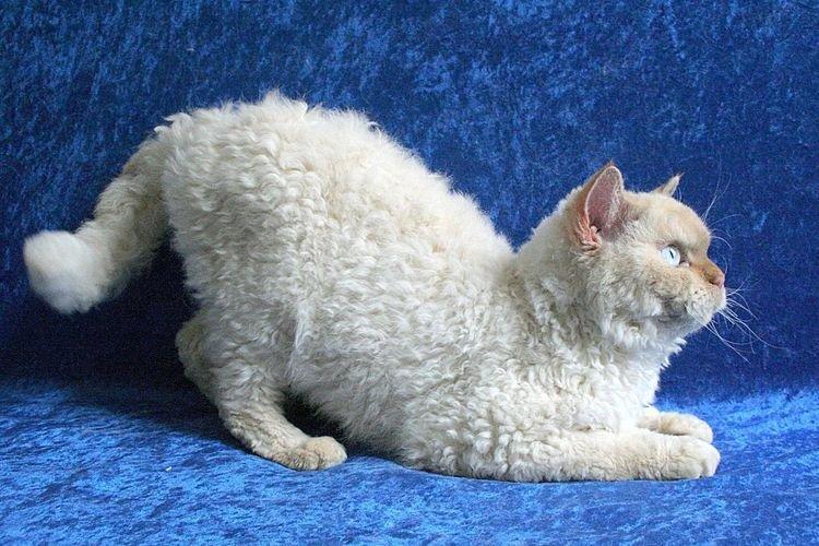 Пуделькэт - Самые красивые породы кошек