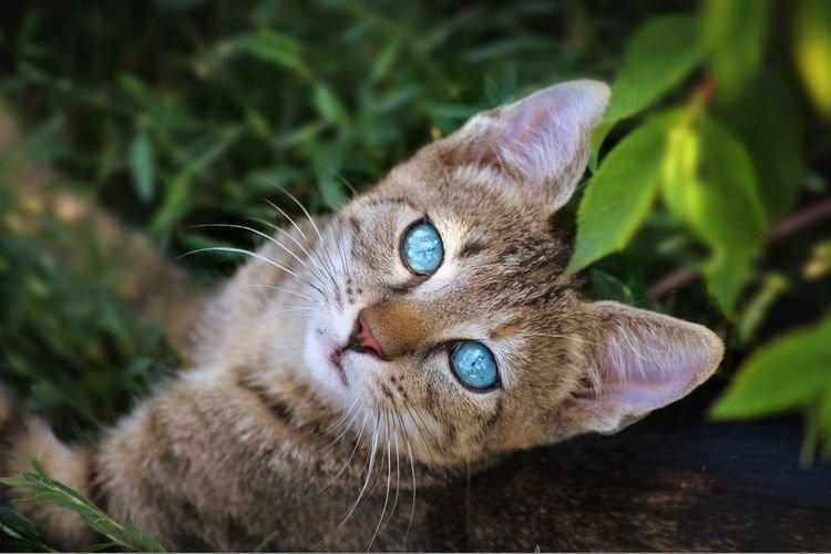 Охос азулес, Голубоглазая кошка - Самые красивые породы кошек
