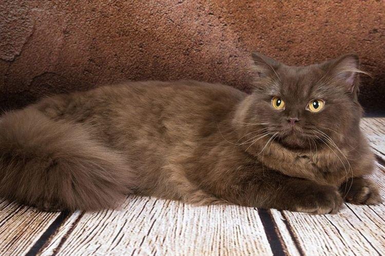 Шоколадный йорк - Самые красивые породы кошек