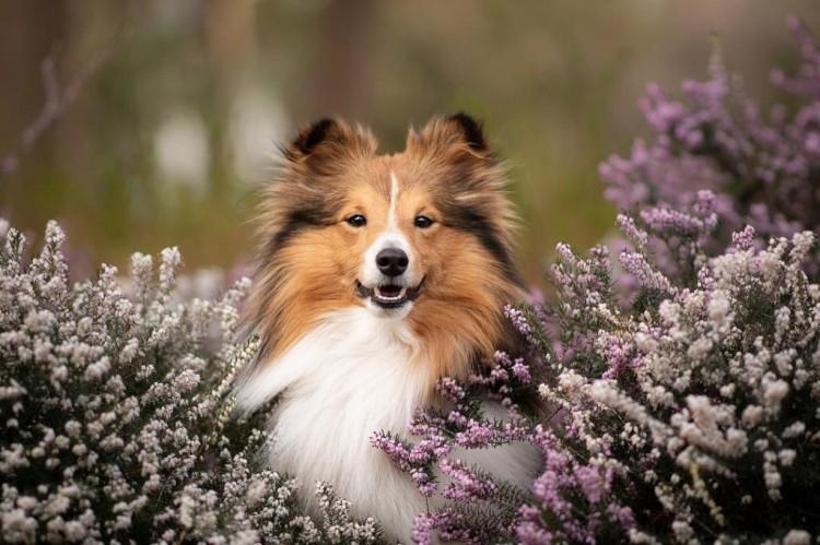 Самые красивые породы собак: названия и фото (каталог)