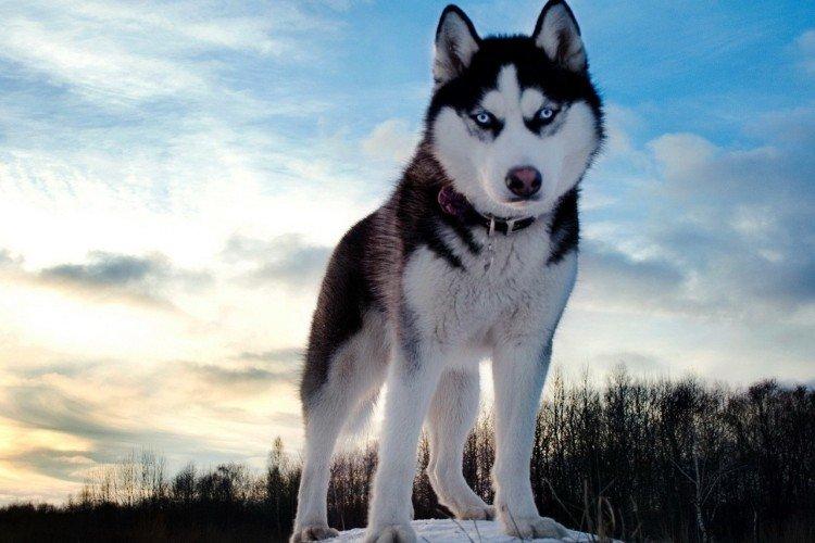 Сибирский хаски - Самые красивые породы собак