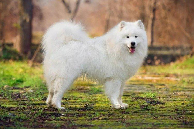 Самоедская собака - Самые красивые породы собак