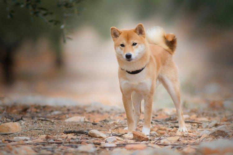 Сиба-ину - Самые красивые породы собак