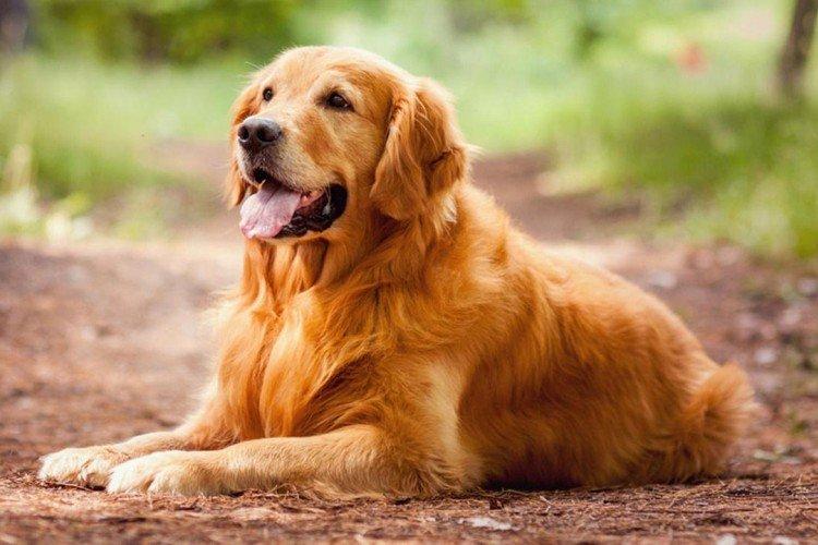 Золотистый ретривер - Самые красивые породы собак