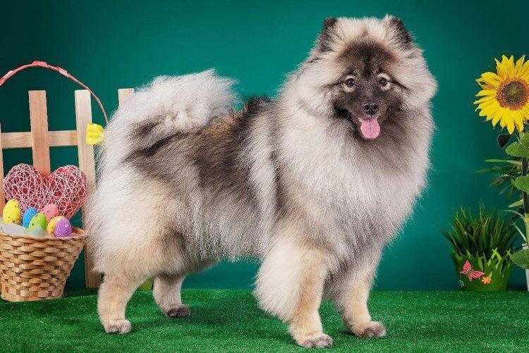 Самая красивая порода собак в мире топ 10 маленьких шпиц