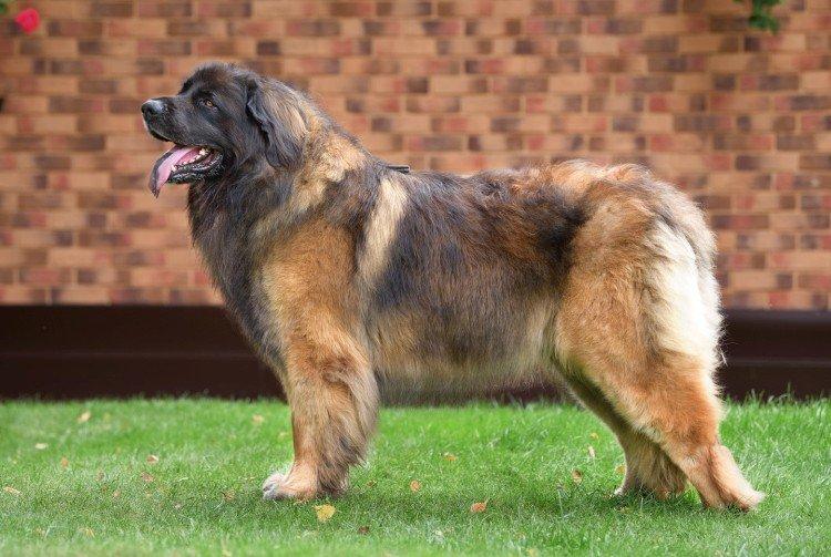 Леонбергер - Самые красивые породы собак