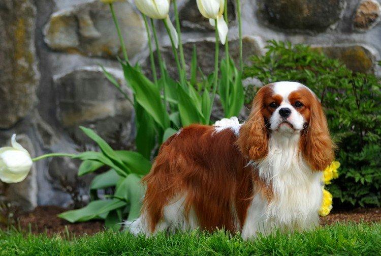 Кавалер кинг-чарльз-спаниель - Самые красивые породы собак