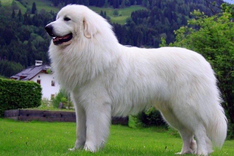 Пиренейская горная собака - Самые красивые породы собак