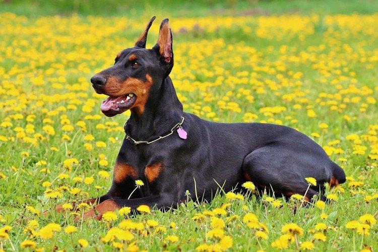 Доберман - Самые красивые породы собак