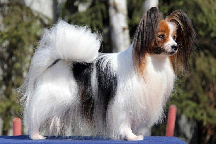 Папильон - Самые маленькие собаки в мире