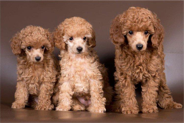 Той-пудель - Самые маленькие собаки в мире
