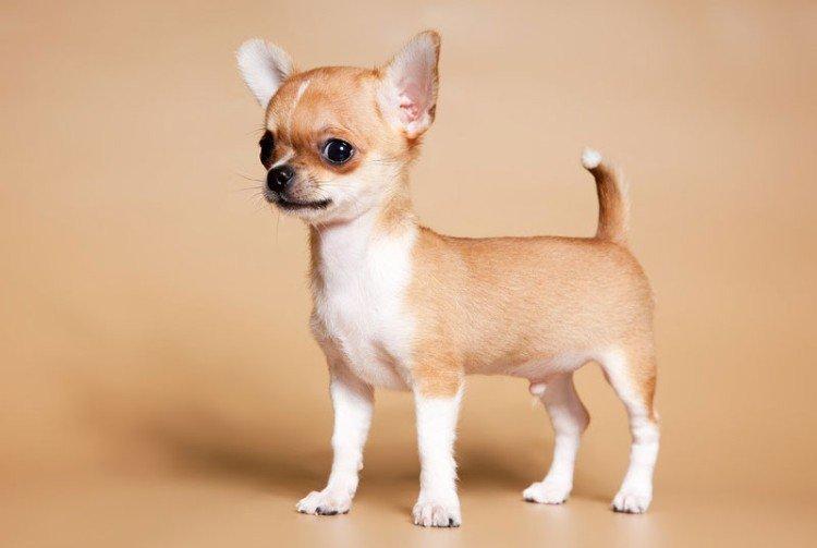 Чихуахуа - Самые маленькие собаки в мире
