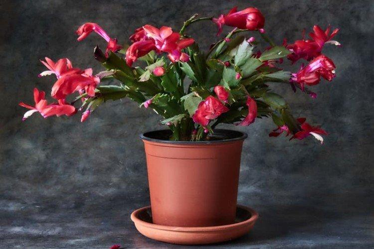 Шлюмбергера - Самые неприхотливые комнатные растения