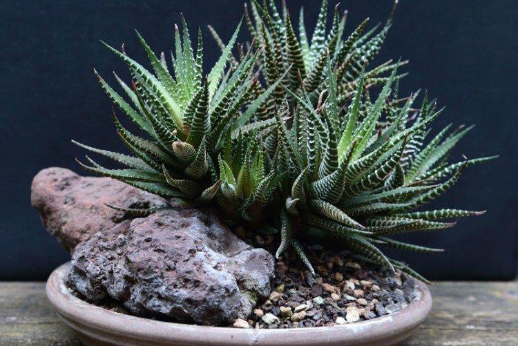 Хавортия - Самые неприхотливые комнатные растения