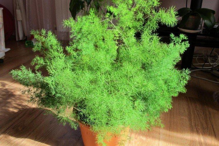 Аспарагус - Самые неприхотливые комнатные растения